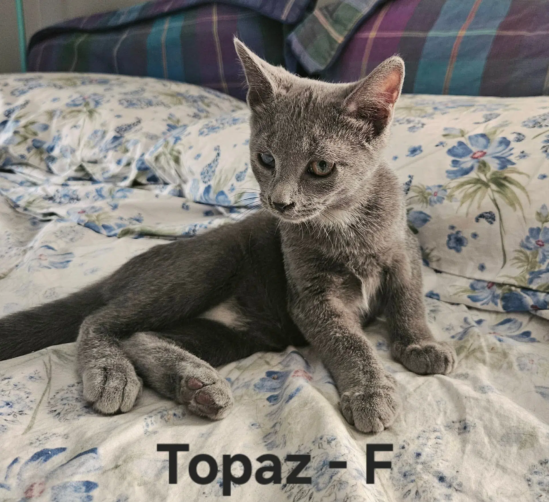 Topaz - Not At Shelter Kendra - Domestic Short Hair