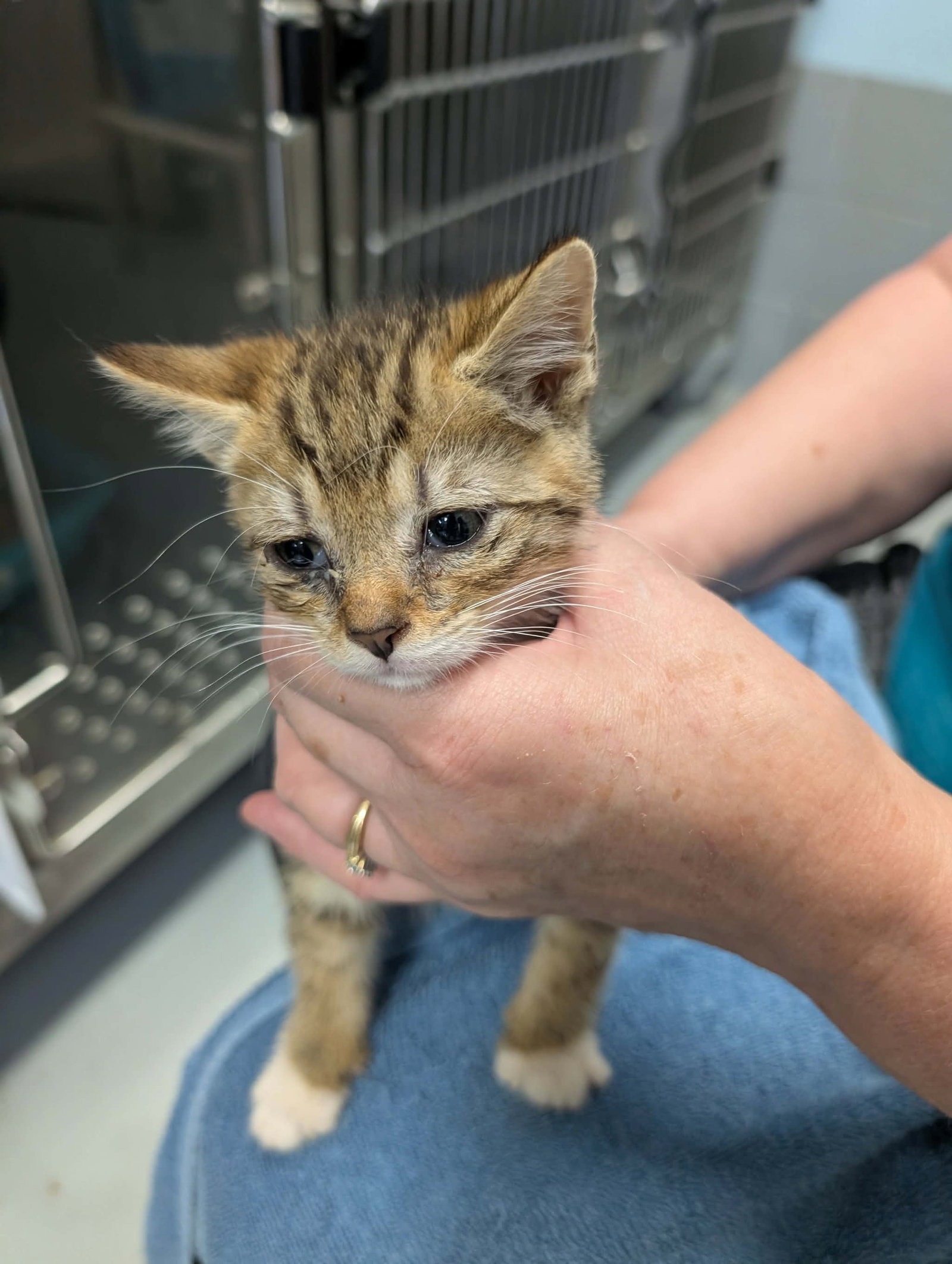 Tempo - Not at shelter (Kendra), cat