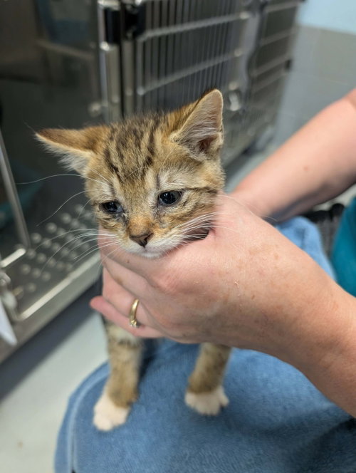 Tempo - At shelter, an adoptable Domestic Short Hair in Rustburg, VA