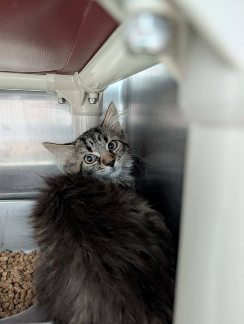 Targa - At shelter, an adoptable Domestic Short Hair in Rustburg, VA