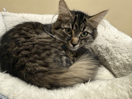 Taiga-  Not at the shelter (Faith)