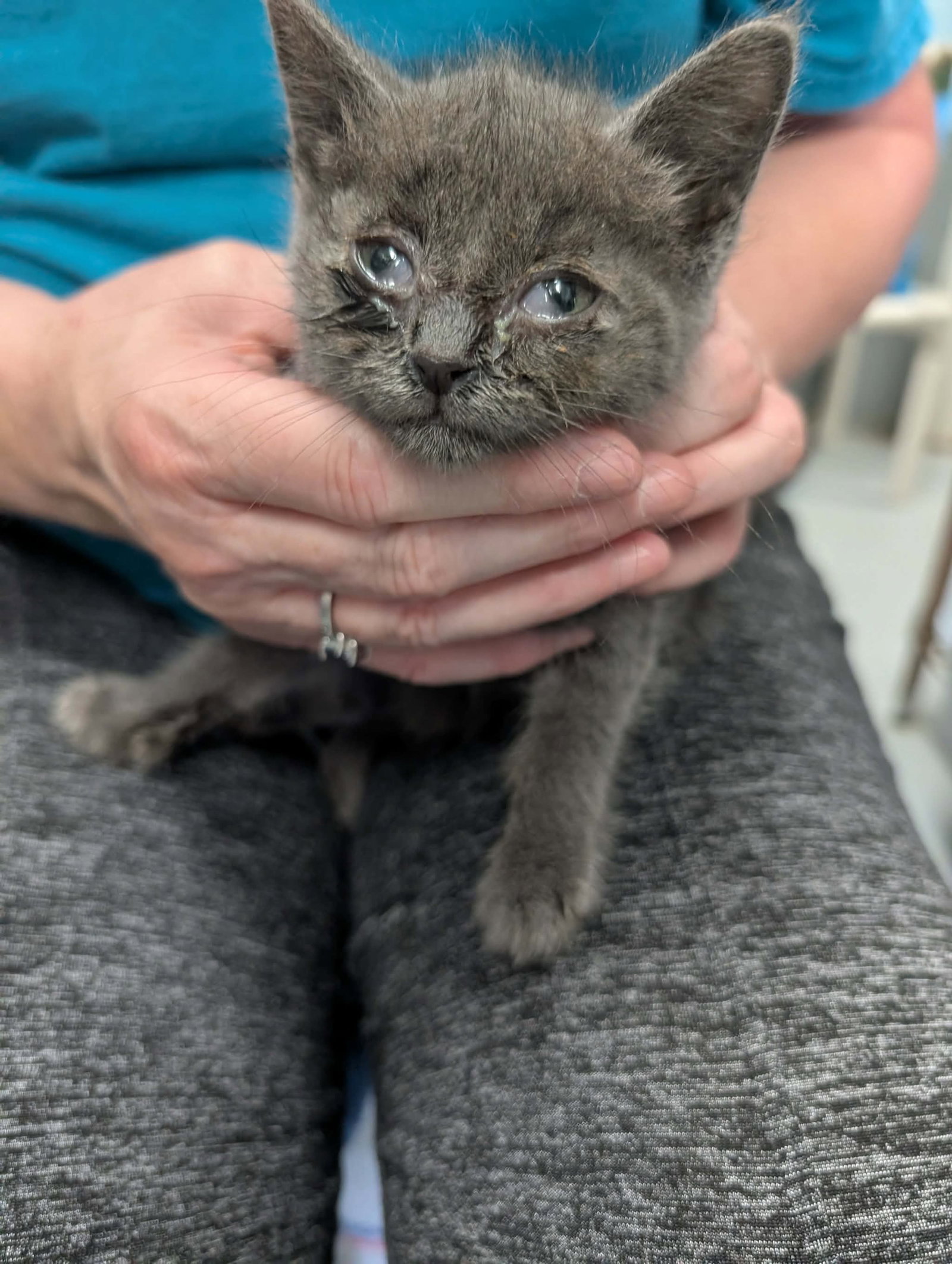 Allegro - Not at shelter (Kendra), cat