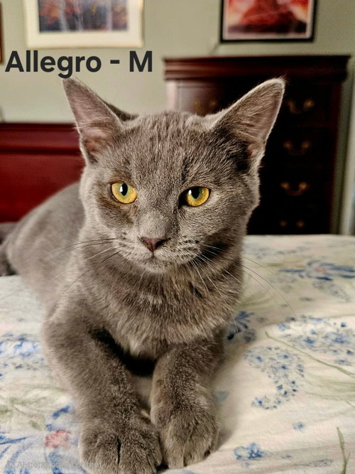 Allegro - Not at shelter (Kendra), a cat for adoption from Friends of Campbell County Animal Control