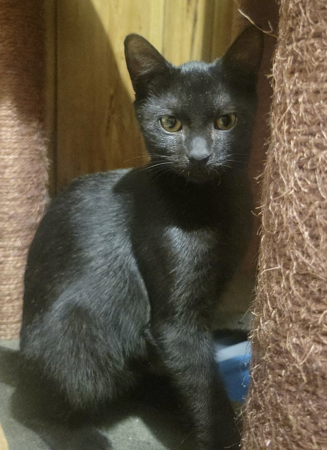 Mickey - Not at Shelter (Shannon), cat
