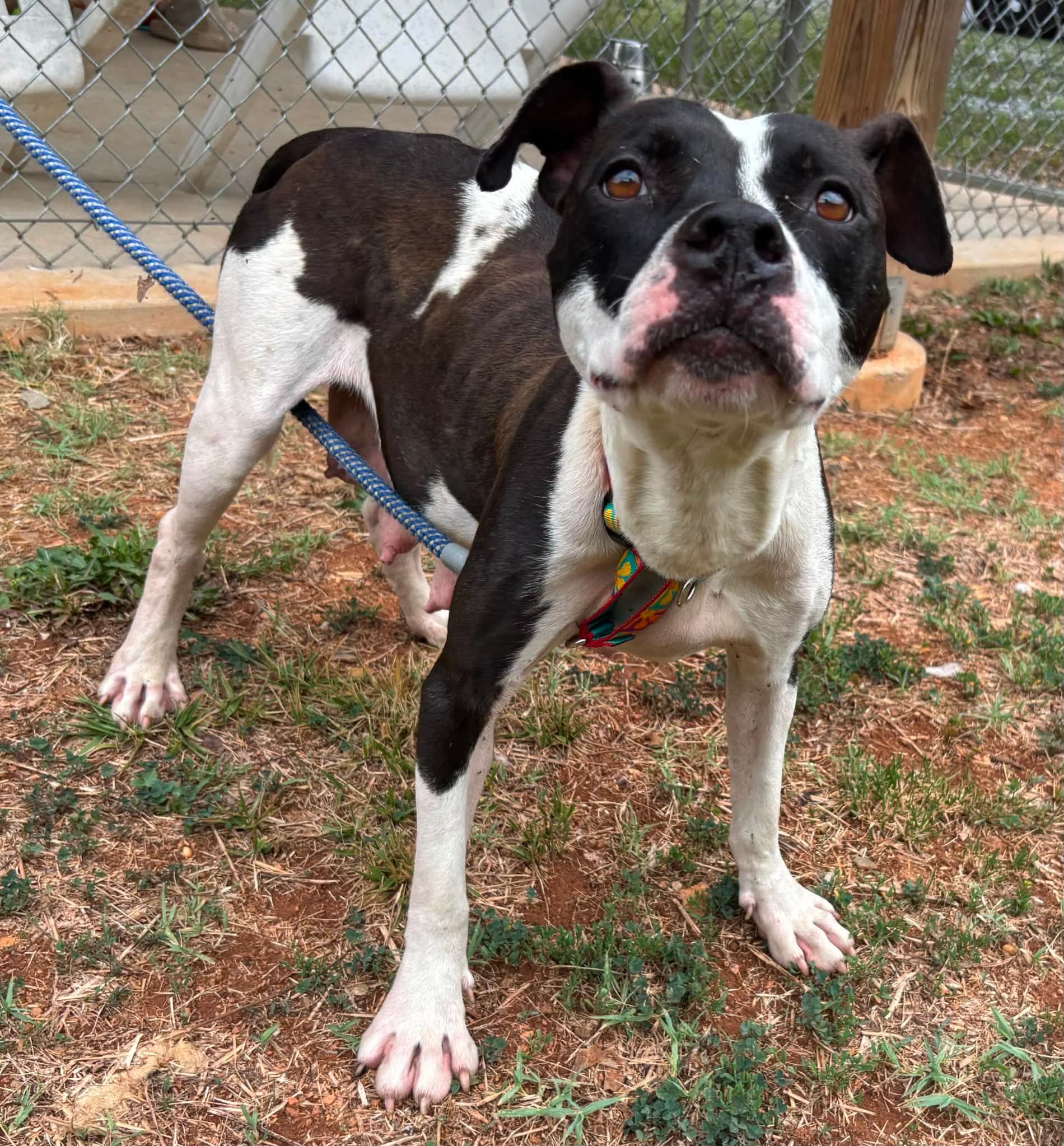 Dottie May - At Shelter Available - Pit Bull Terrier