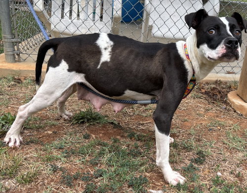 Dottie Mae: At Shelter photo 3