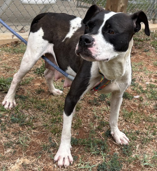 Dottie Mae: At Shelter photo 4