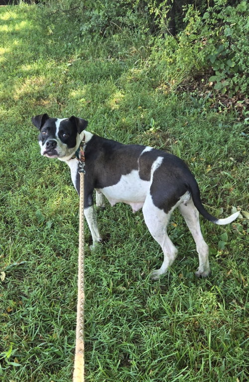 Dottie Mae: At Shelter photo 5