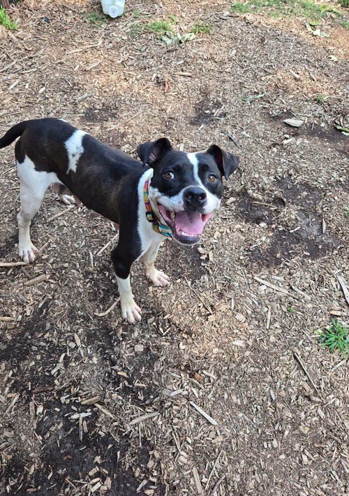 Dottie Mae: At Shelter