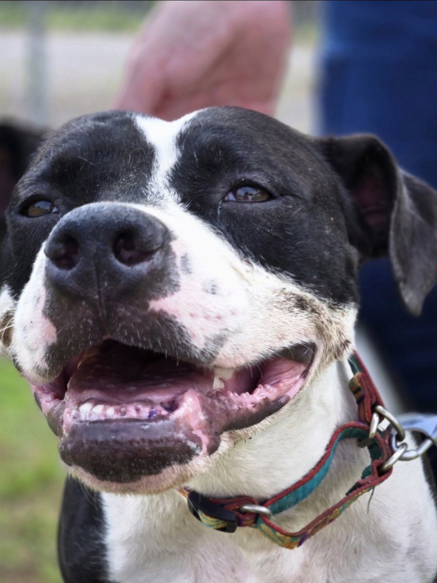 Dottie Mae: At shelter