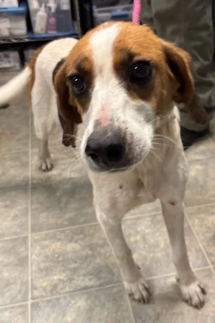 Loretta - At Shelter Available To - Hound