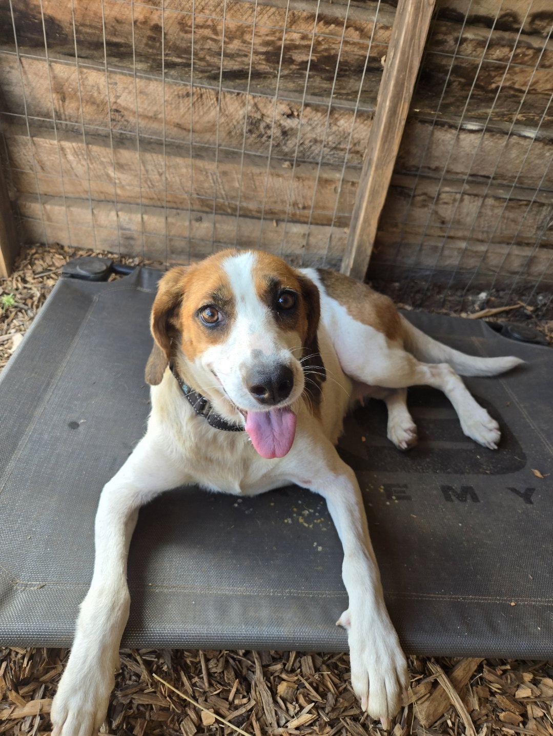 Loretta: Not At shelter (Wendy), dog