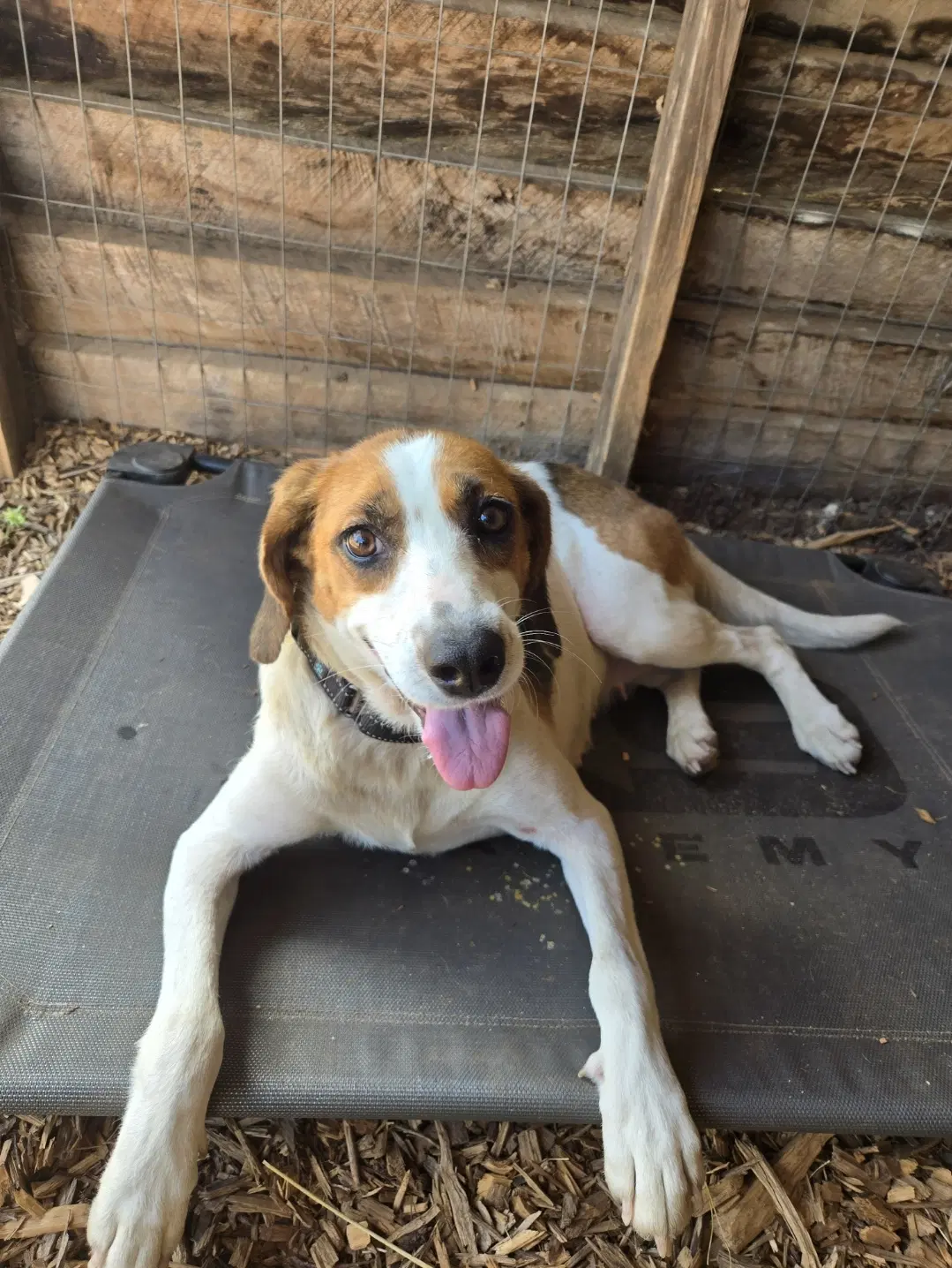 Loretta - At Shelter Available To image 2