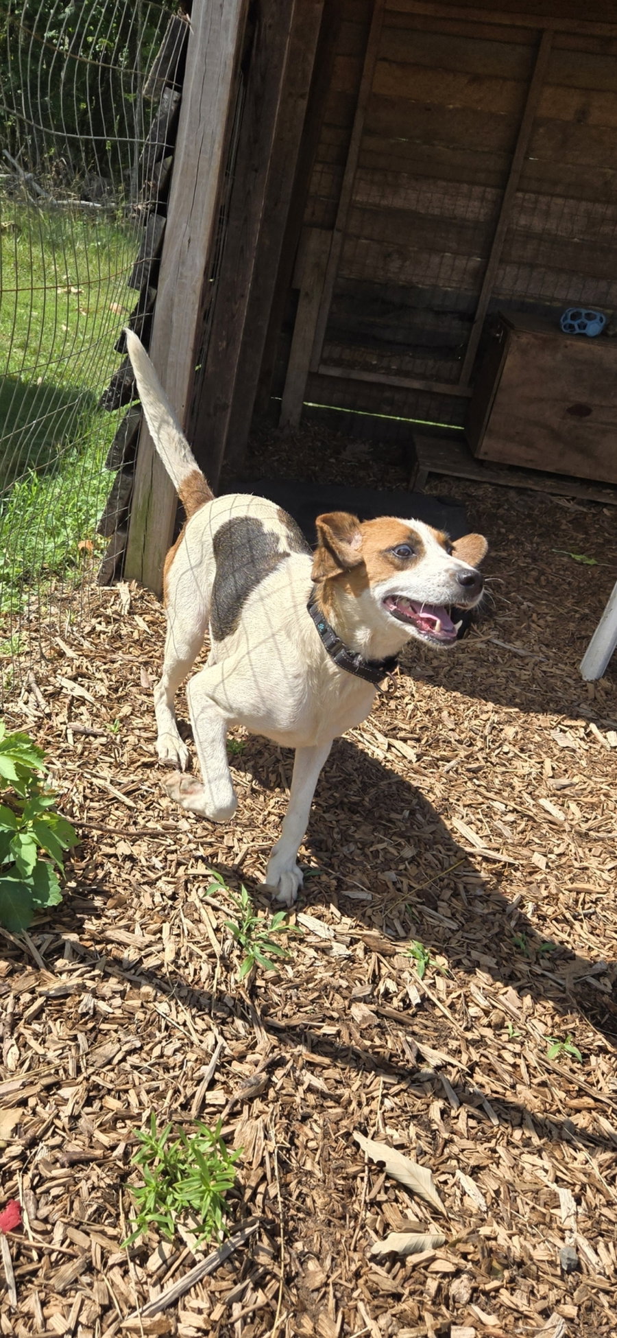 Loretta - At shelter