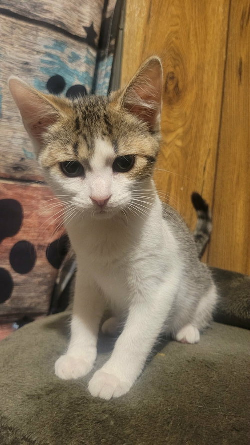 picture of the cat needing adoption
