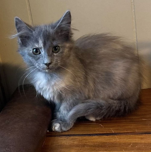 picture of the cat needing adoption