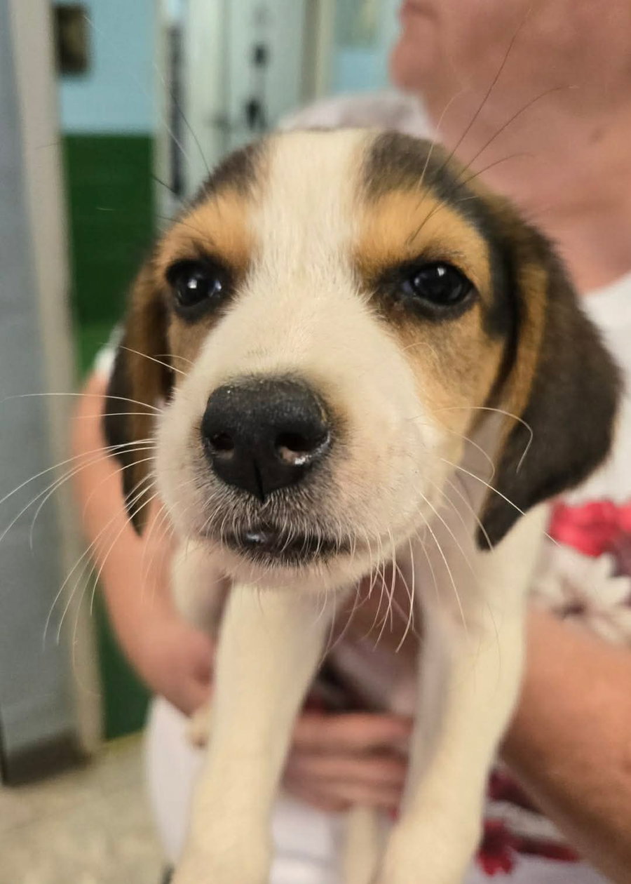 Katie: Not At shelter (Kendra) available7/20