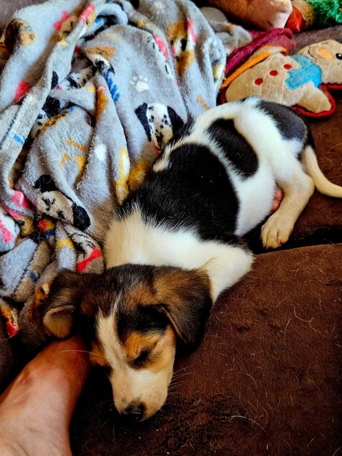 Katie: Not At Shelter photo 3