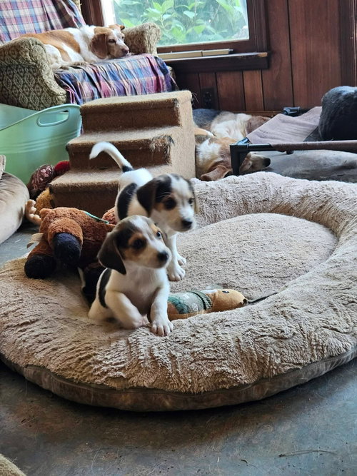 Katie: Not At Shelter photo 4