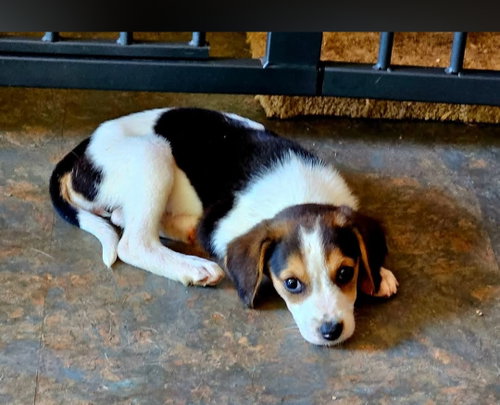 Katie: Not At Shelter