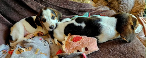 Janiet: Not At Shelter photo 2