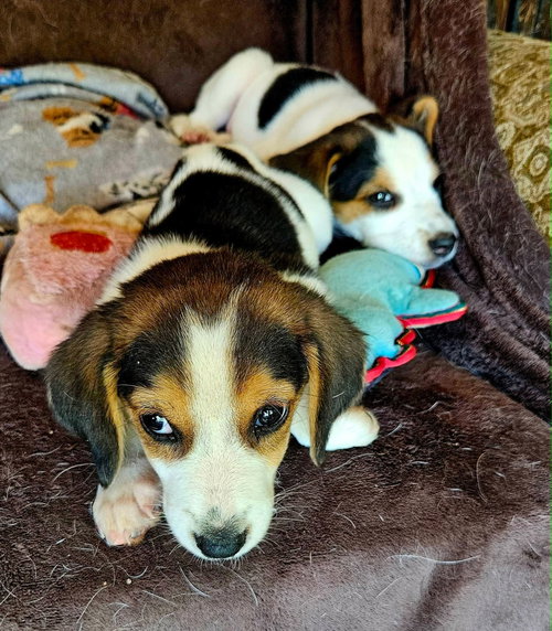 Janiet: Not At Shelter