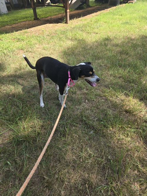 Jed: Not At Shelter photo 2