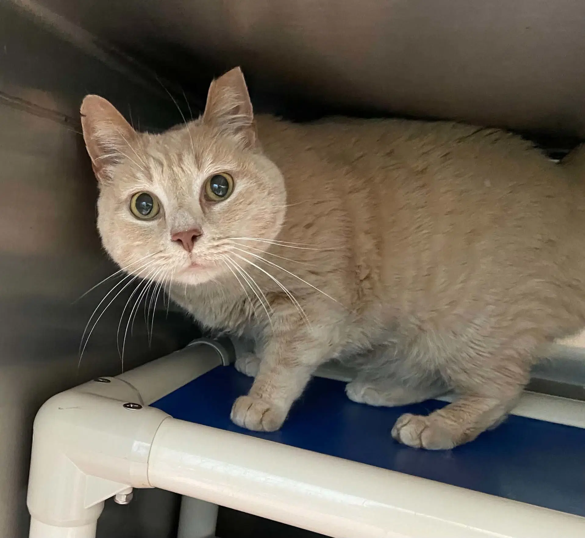 Pumpkin - At Shelter - Domestic Short Hair