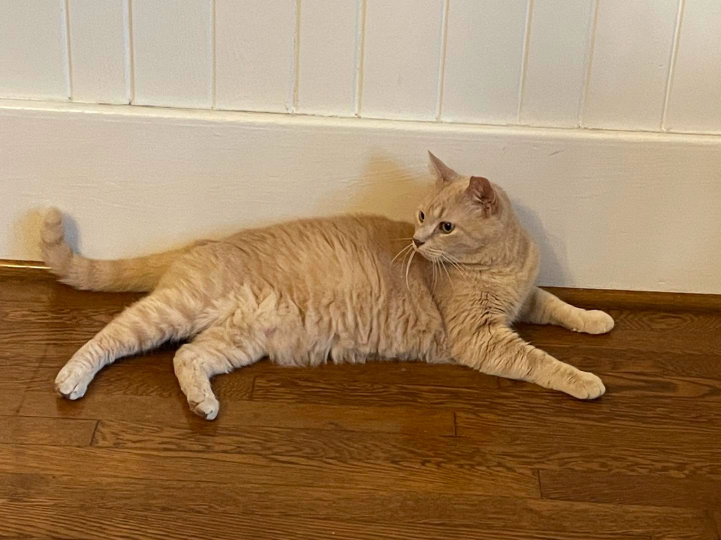 Pumpkin: Not at shelter (Anne), photo 2