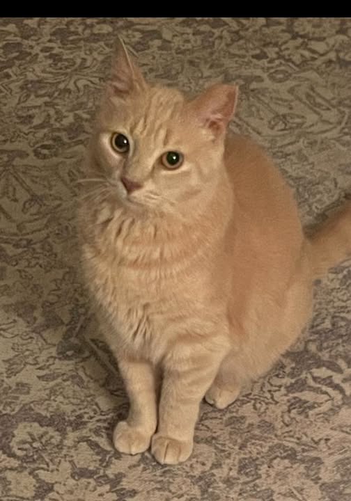 Pumpkin: Not at shelter (Anne)