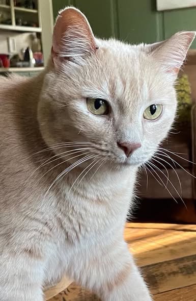 Pumpkin: Not at shelter (Anne), photo 3