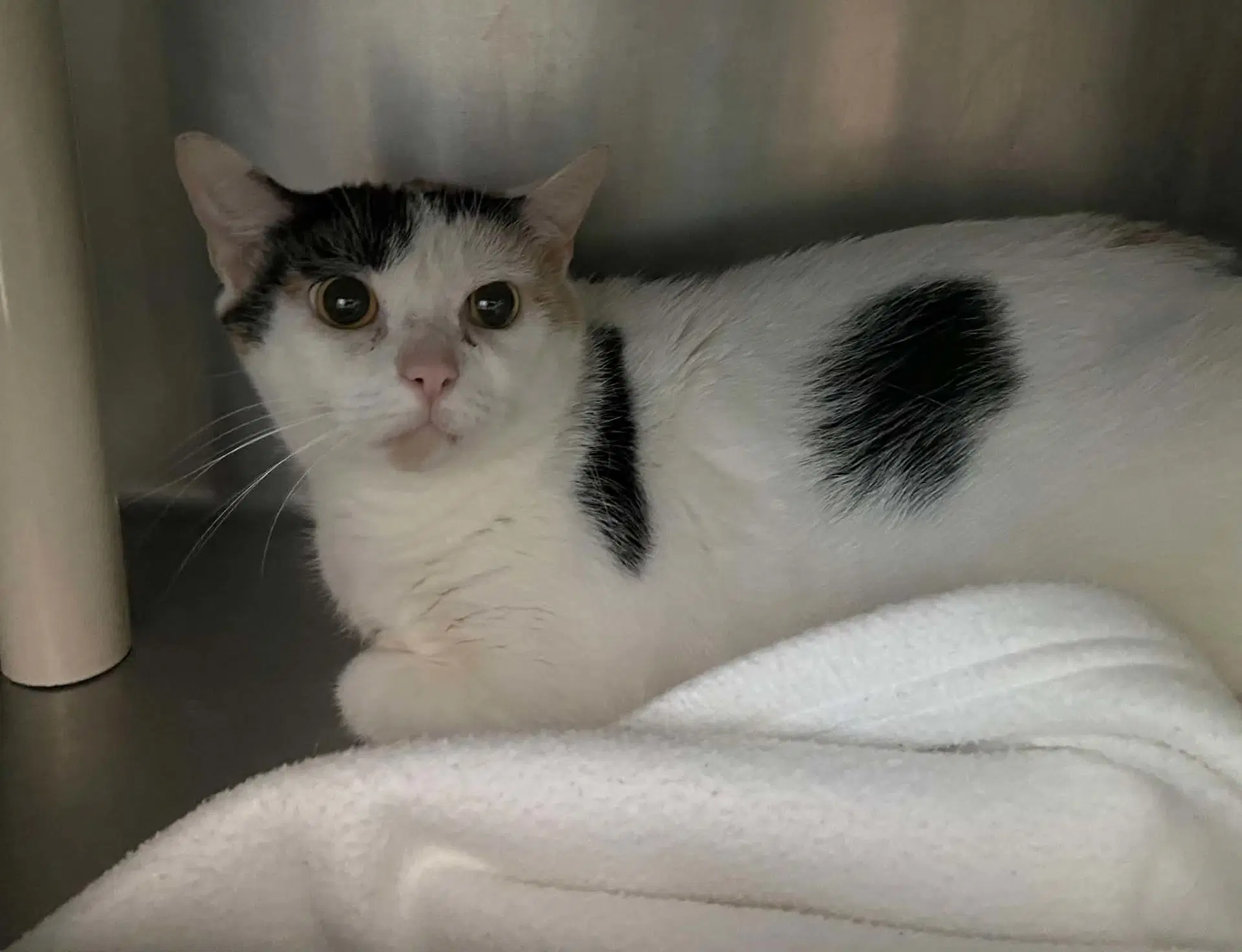 Delilah - At Shelter - Domestic Short Hair
