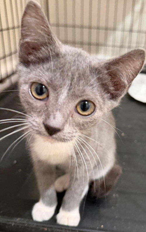 Smokey - Not at the shelter (Joan)