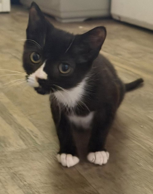 picture of the cat needing adoption