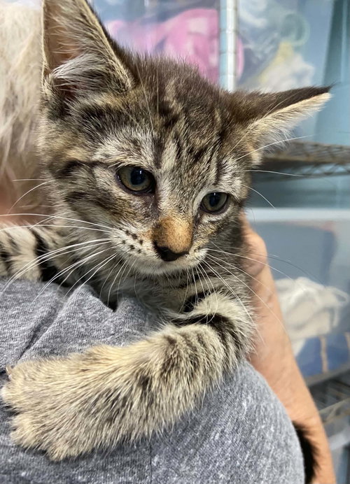 Kips Bay - At shelter, an adoptable Domestic Short Hair in Rustburg, VA