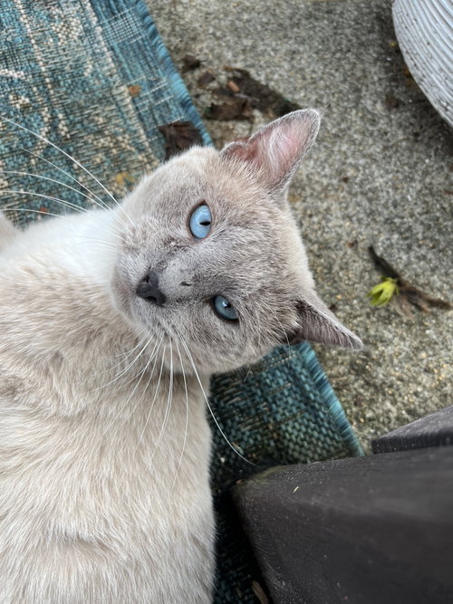 Artemis: Not At The Shelter