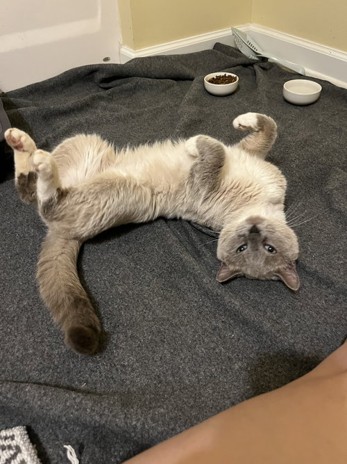 Artemis: Not At The Shelter photo 2