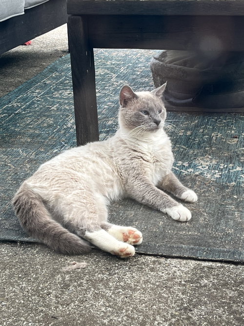 Artemis: Not At The Shelter photo 3