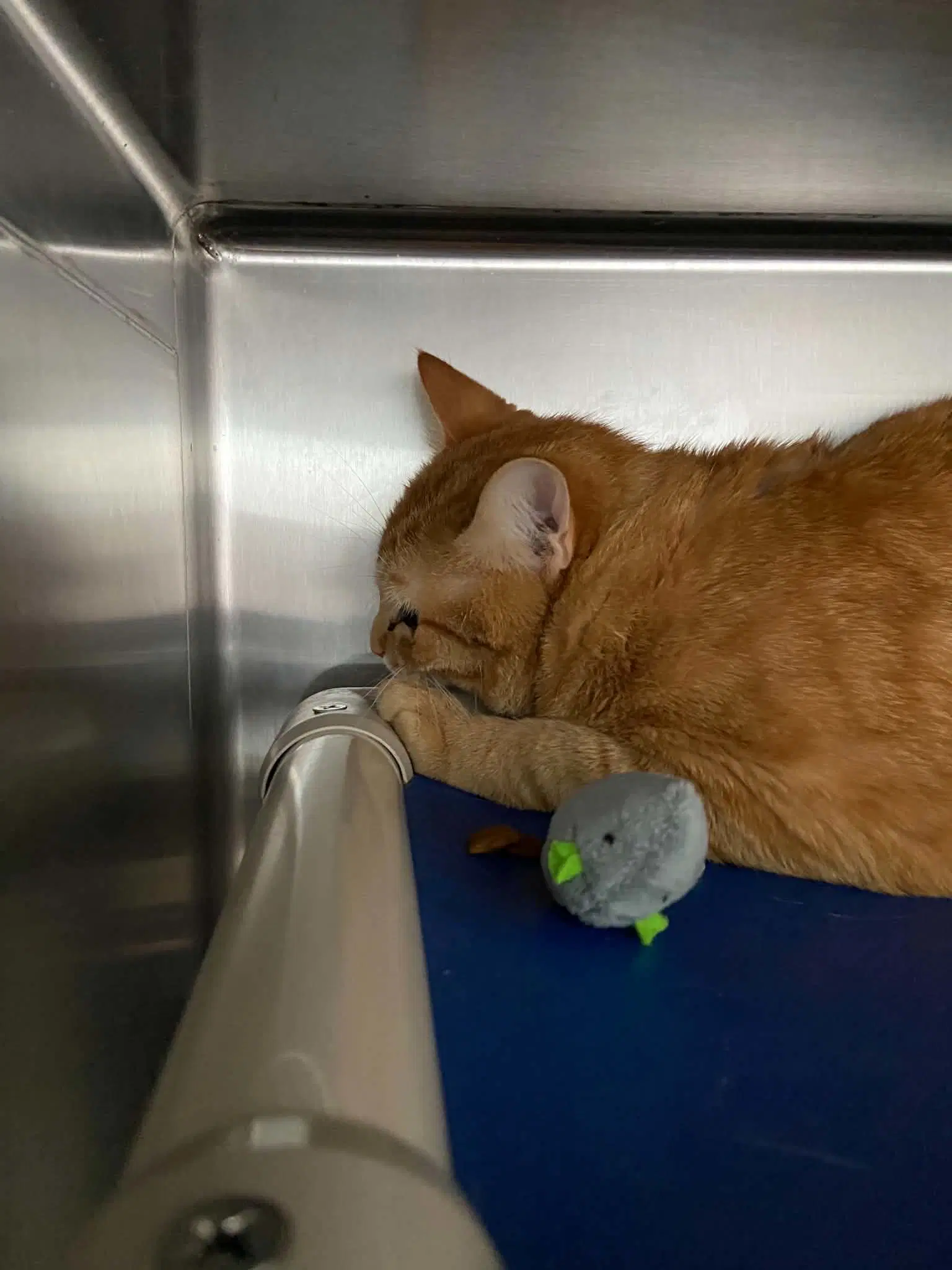 Dale - At Shelter - Domestic Short Hair