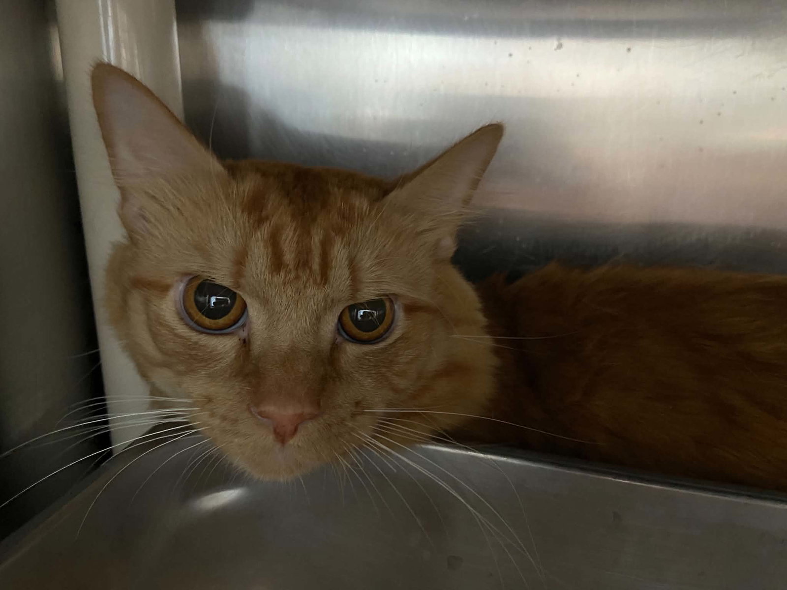Tucker: Not At shelter (Wendy), cat