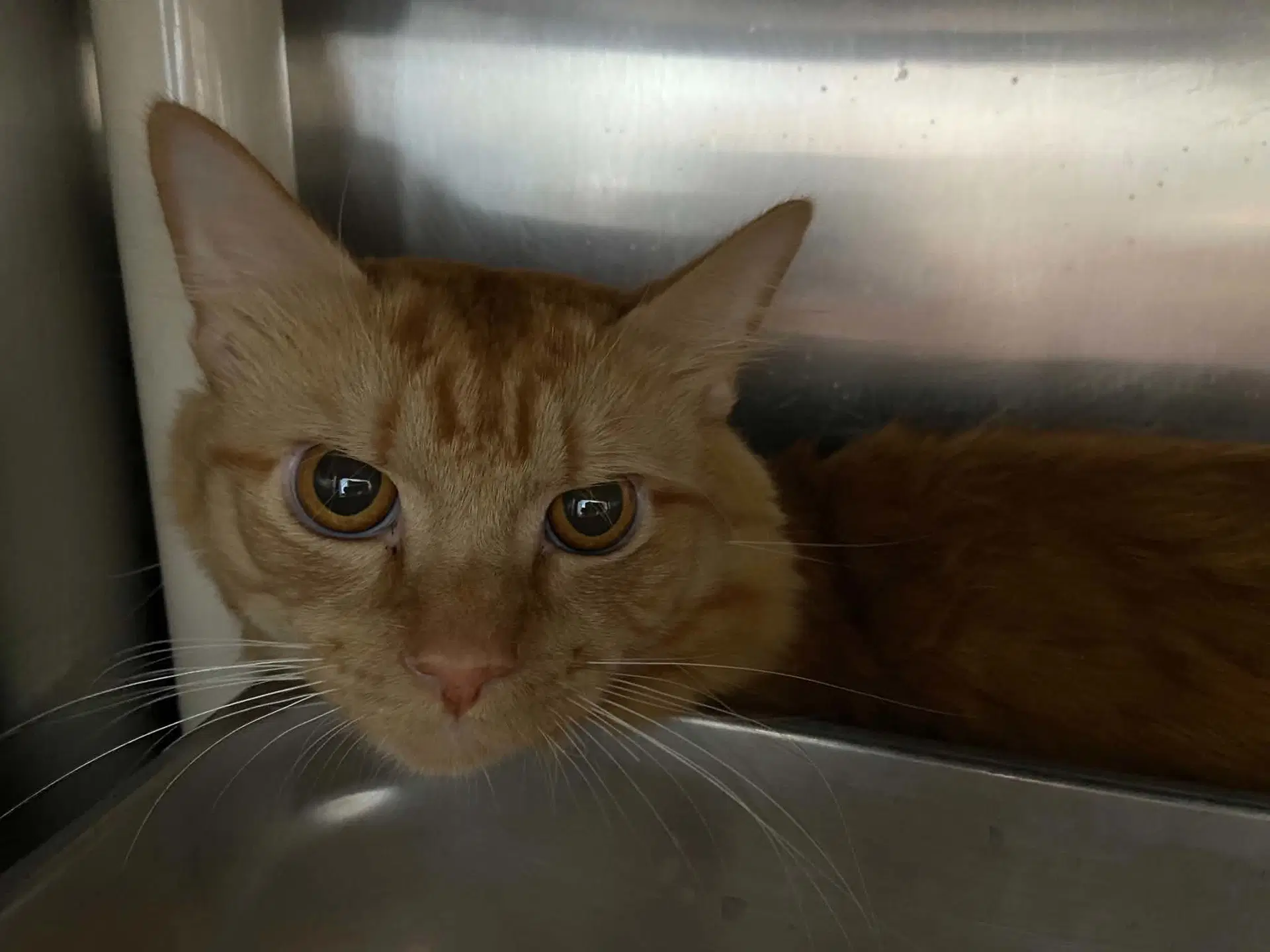Tucker - At Shelter - Domestic Short Hair