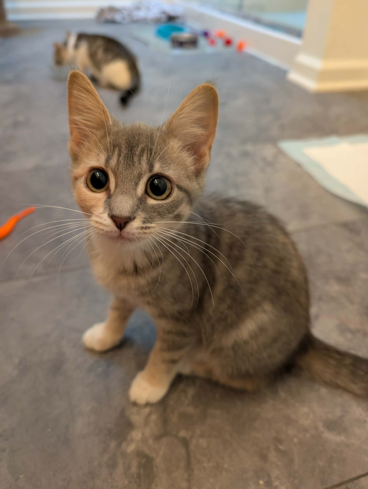 Tunamelt - Not at shelter (Mary), cat