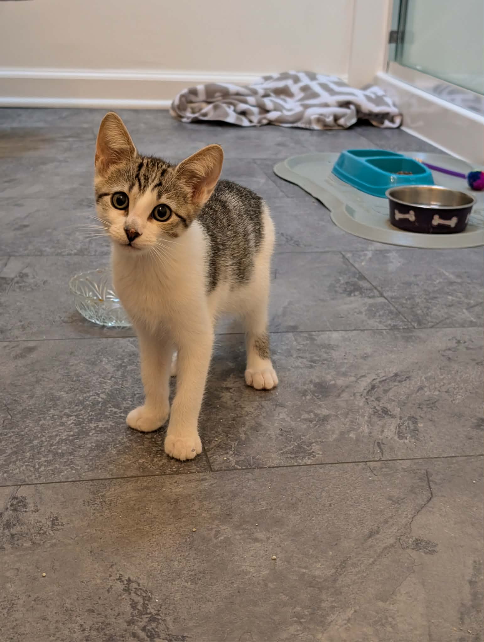 TM - Not at shelter (Mary), cat