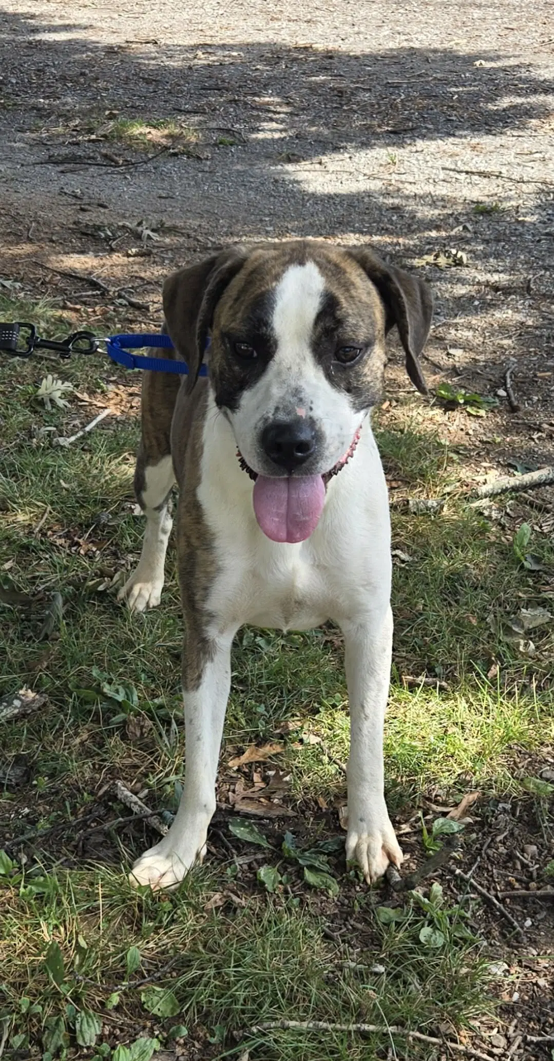 Royalty - At Shelter - Pit Bull Terrier