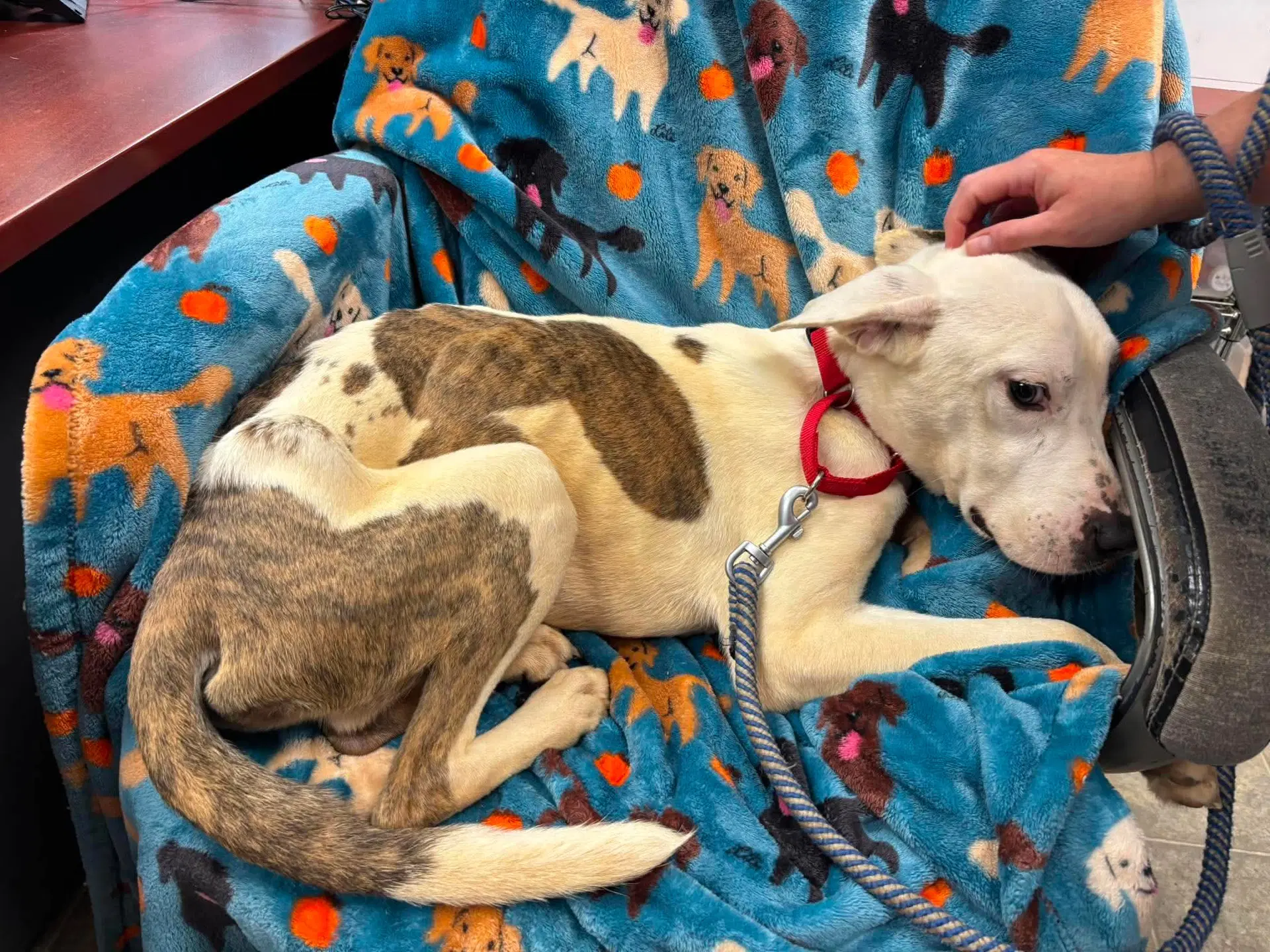 Bo Not At Shelter Av - Pit Bull Terrier
