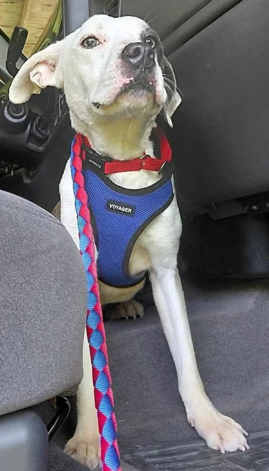 Bo Not At Shelter Av