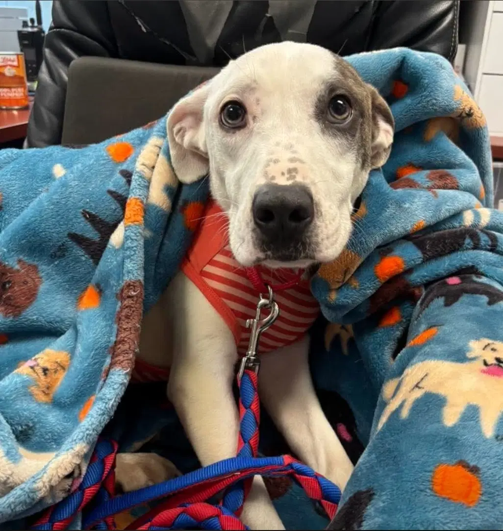 Bo Not At Shelter Av image 3