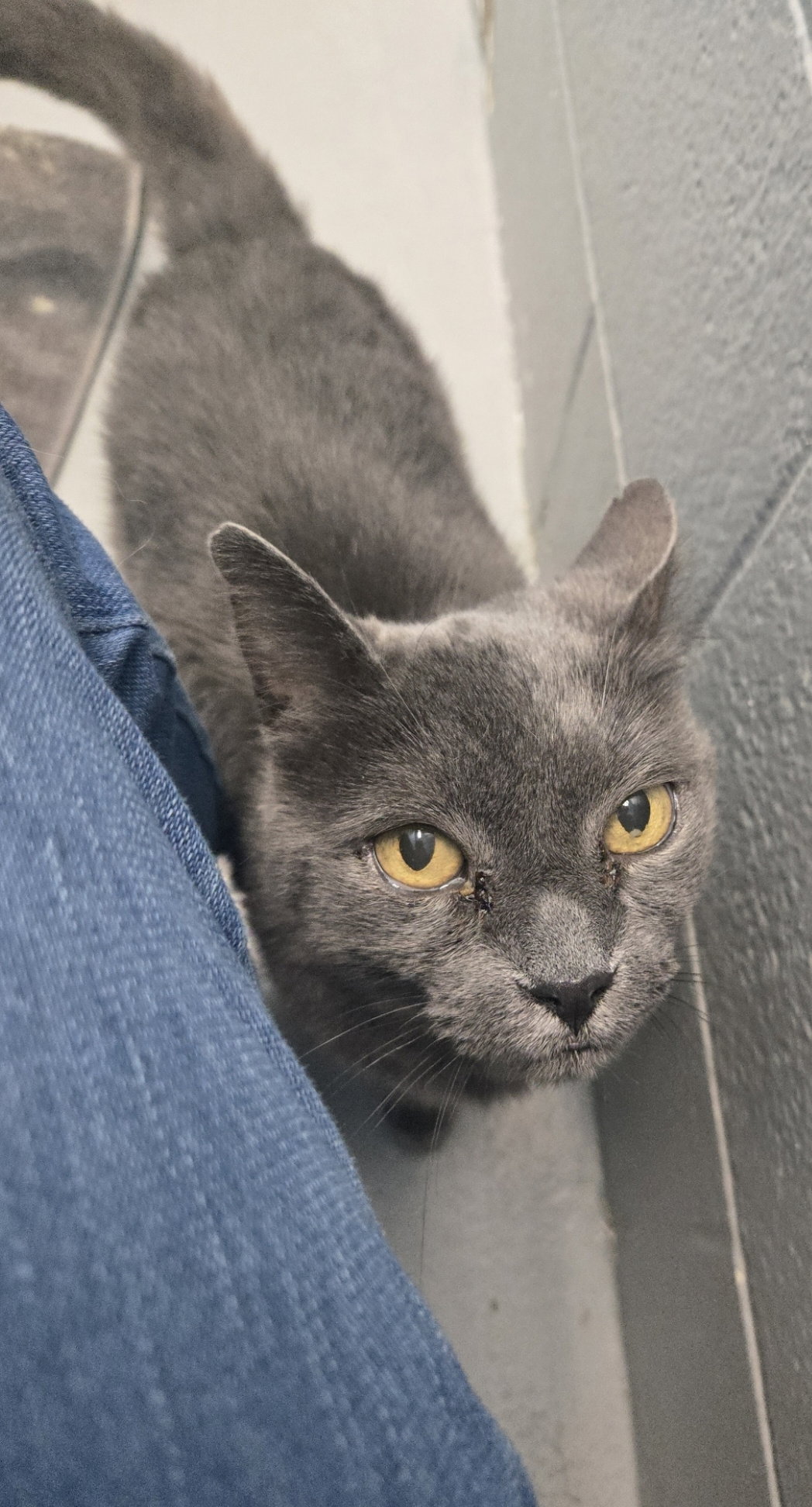 Lord Gray - Not At shelter (Anne), photo 3