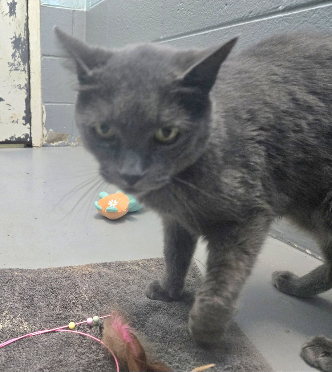 Lord Gray - Not At shelter (Anne), photo 5