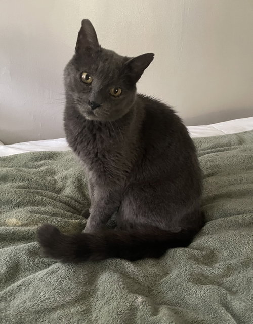 picture of the cat needing adoption